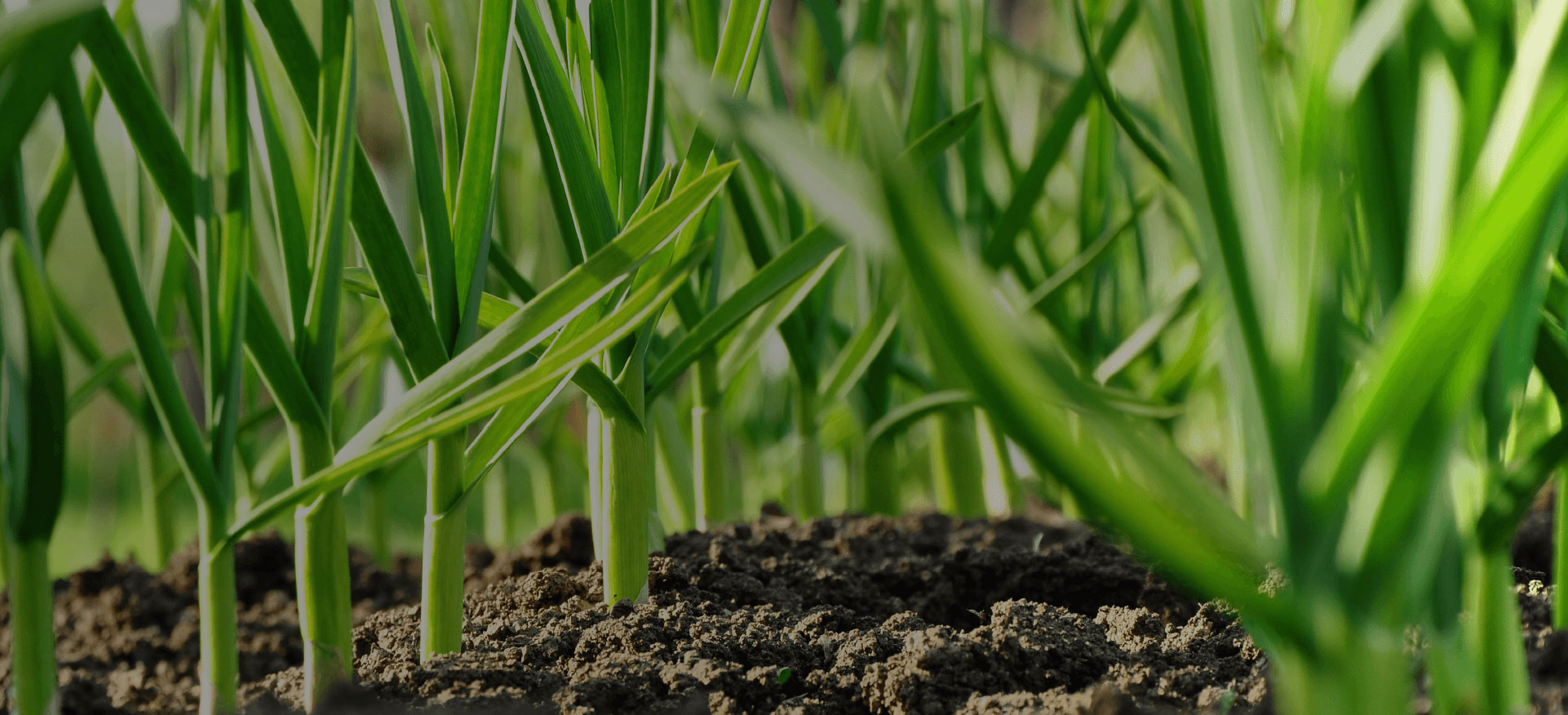 Imagen de soja joven