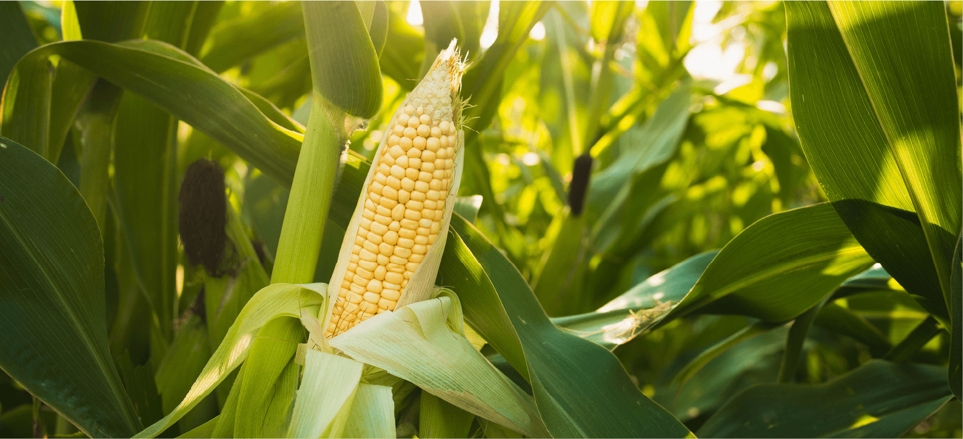 Imagen de campo de Maíz