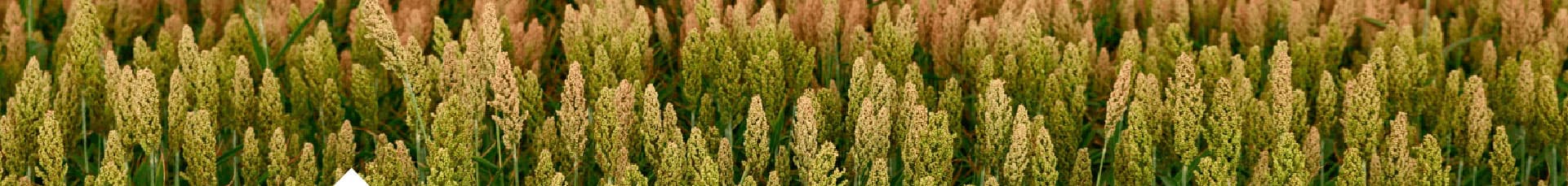 Cultivos de Sorgo